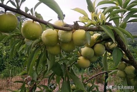 李子是我国三大原生水果之一，却被洋品种取代，为何农民不愿种？