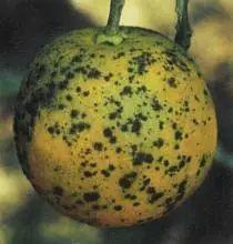 不锈钢厨具会导致铬中毒？不锈钢锅还会导致帕金森？