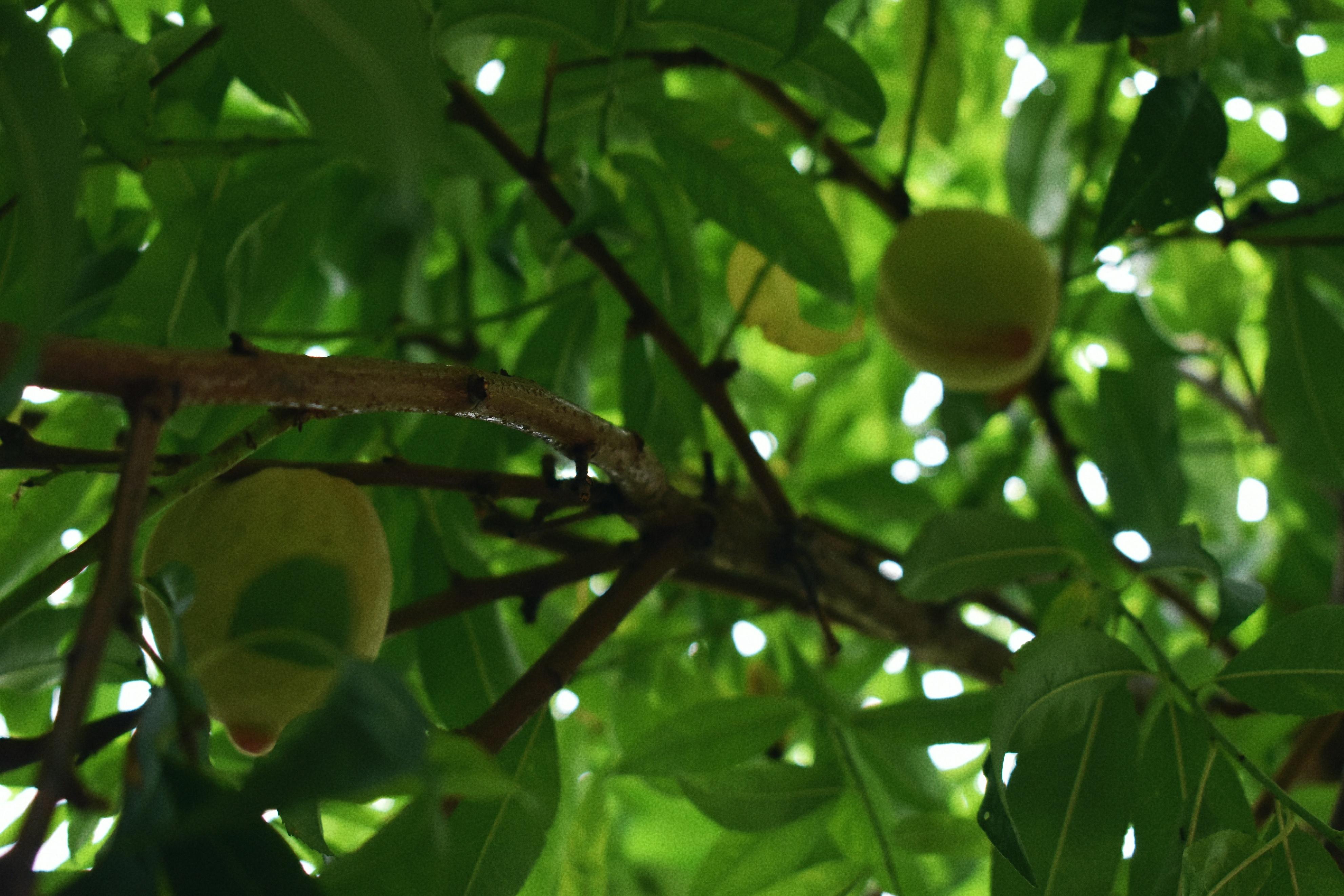 与桃子的一期一会