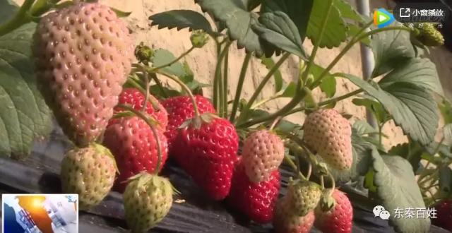 过年好去处：华州区君朝现代农业园区一起摘草莓