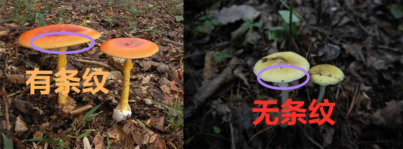 秋高气爽的时节最适宜吃螃蟹，清蒸花盖蟹吃过吗？这样做还原鲜味