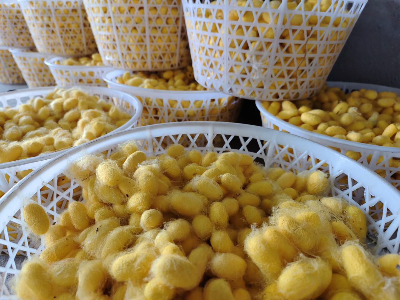 满棚遍地黄金茧，石门镇东池村晚秋蚕茧迎来丰收