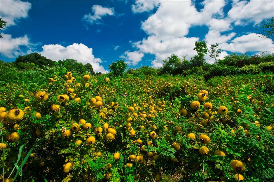 贵州刺梨：优果优价守牢质量安全线