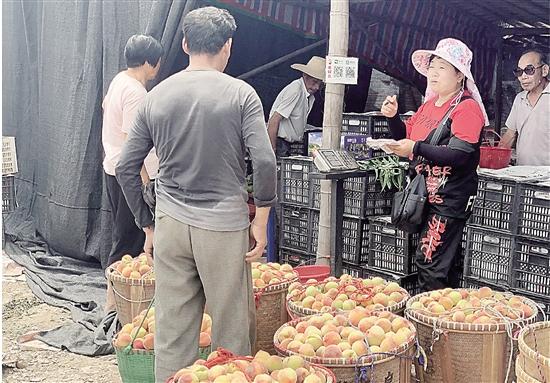 销量仅去年一半 八字墙水果滞销 永康日报开辟公益助农热线，有需求可拨打88900000